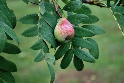 Sorbus domestica - jeřáb oskeruše - plod